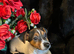jack Russell