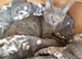 Female Russian Blue Kitten
