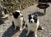Border collies brothers long hair black / white