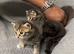 Beautiful British Blue kittens looking for their forever homes.