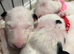 Beautiful Bullterrier pups
