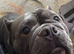 2 Pocket Bullies - 1 male 1 female