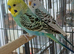 Pair of young budgies