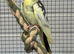 Male cockatiels