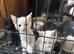 Ragdoll xbritish blue kittens