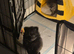 Beautiful pomeranian litter 8 weeks