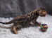 Male Bengal kitten