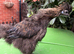 Stunning Pair of Silkies - Rare Partridge & Black Bantam Cockerels!