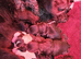 Cocker spaniel puppies
