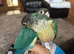 4 Baby conures