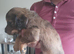 Puppies