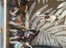 Jack Russell puppies
