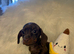 Miniature Dachshund puppies