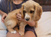 Gorgeous lemon cocker spaniel pup