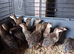Guinea fowl