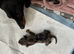 Miniture dashund pups