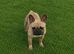 Fully Trained Adult French Bulldogs