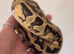 FEMALE BLACK PASTEL PIED BALL PYTHON CB25 ready for forever home