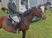 13 yr old nf x welsh mare 14.2hh