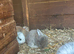 cute baby rabbits