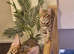 Pure Breed Bengal Kittens