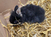 Rabbits