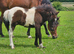 Registered shetland colt foal