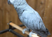 African grey parrot