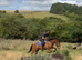 15 hh 5 yr old newforest mare