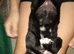 Cane corso puppies