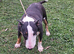 English bullterrier female