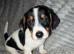 Beautiful Jackk Russell puppies for sale