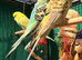 Young Budgies 8 to 10 Weeks Old Cheshire wa7
