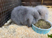Lop bunnies for sale