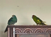 2 female kakarikis