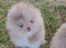 CHIAO LI YA lineage pomeranian puppies