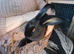 Papillon giant rabbits