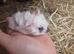 Guinea pig
