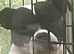 Chunky male pup