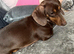 Miniature dachshund bitch
