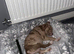 One beautiful playful puppy left Merle