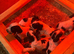 Cocker spaniels