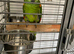 Tame blue fronted Amazon