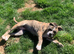 Registered Mya  old thyme English bulldog