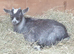 Lovely Goats