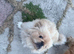 1 boy Pekingnese parti-coloured rare apricot & white 13 months