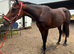 ️CHARLOTTE ️  Irish sport horse