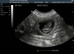 Microchipping and ultrasound scans in your own home