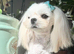 Adorable Adult Maltese Boy KR Imp
