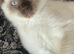 Gorgeous white and chocolate colourpoint male with icy blue eyes